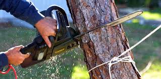 Best Tree Health Inspection  in Walterboro, SC